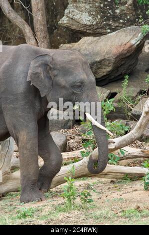 Ein srilankischer Elefant (Elephas maximus maximus) im Kalawewa National Park, North Central Province, Sri Lanka Stockfoto