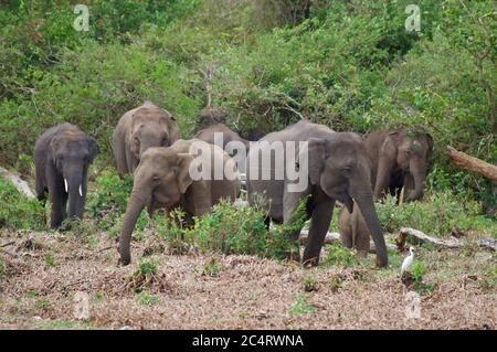 Eine Gruppe von srilankischen Elefanten (Elephas maximus maximus) im Kalawewa National Park, North Central Province, Sri Lanka Stockfoto