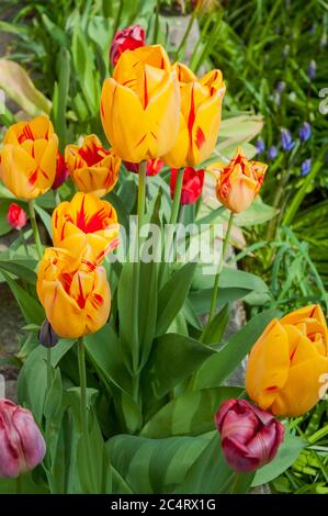 Gruppe von Tulipa Grand Perfektion in Blumenbeet. Eine einzelne blühende Tulpe der Triumphgruppe Division 3. Eine gelbe und rote Tulpe, die zu weiß und rot wird Stockfoto