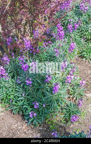 Erysimum Bowles Mauve.andere Namen Cheiranthus oder Wallflower ein immergrüner mehrjähriger Unterstrauch Er blüht vom späten Winter bis in den Sommer und ist vollwinterhart Stockfoto