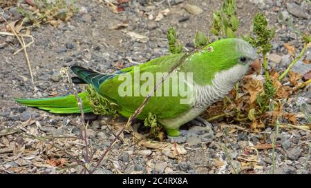 Mönchssittich (Myiopsitta monachus) lebt frei auf den Kanarischen Inseln Stockfoto