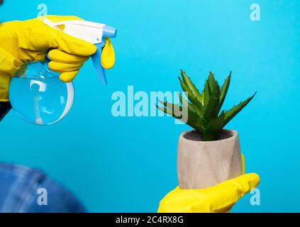 Reiniger in gelben Handschuhen schließen die Pflanze gießen Stockfoto