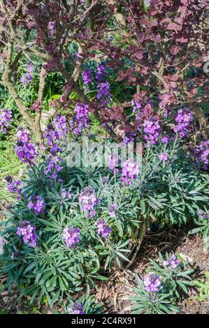 Erysimum Bowles Mauve.andere Namen Cheiranthus oder Wallflower ein immergrüner mehrjähriger Unterstrauch Er blüht vom späten Winter bis in den Sommer und ist vollwinterhart Stockfoto