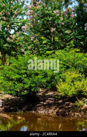 Vertikale Foto schöne Naturszene Stockfoto