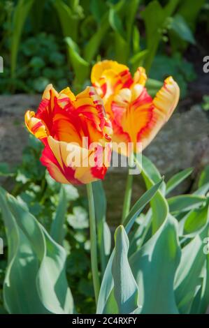 Nahaufnahme von Tulipa Texas Flame. Ein Mitte bis spät Frühling blühendes Gelb mit roten Streifen Tulpe, die zur Papageiengruppe der Tulpen-Division 10 gehört Stockfoto