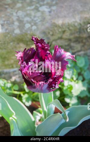 Nahaufnahme von Tulipa Schwarzer Papagei. Eine einzelne blühende lila bis dunkel burgandische spätfrühlingsblühende Tulpe der Papageiengruppe der Tulpen Division 10 Stockfoto