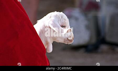 Weiße Ziege in einem roten Baby-Schlinge - Ziegenlamm - Ziegenkopf - Portrait Stockfoto