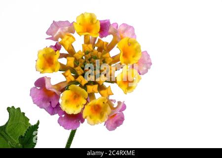 Bunte Blumen - Lantana Camara Blätter - auf weißem Hintergrund, Makroaufnahme Stockfoto