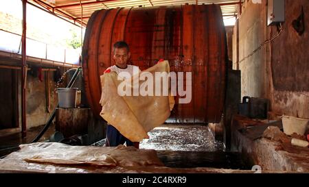 Der Prozess des Schneidens roher Haut, bevor sie für die Herstellung von Gerberei für die Industrie verarbeitet wird, Batang Indonesien, 27. Juni 2020 Stockfoto