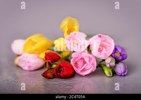 Frische rosa, rote, gelbe und violette Freesia-Blüten mit Wassertropfen auf grauem Hintergrund. Viele farbige Strauß Freesie Blumen Stockfoto