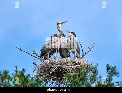 Ein erwachsener Blaureiher steht hoch über drei ausgewachsene Küken in einem Nest hoch in einer Kiefer. Stockfoto