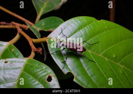 Ein Tigerkäfer (Cicindela lacrymans) auf einem Blatt in der Nacht im Tiefland Regenwald bei Sinharaja, Sri Lanka Stockfoto