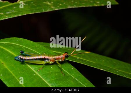 Eine farbenfrohe, fluglose Heuschrecke (Rakwana ornata) auf einem Blatt bei Nacht im Sinharaja Forest Preserve, Sri Lanka Stockfoto