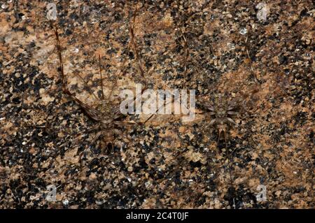 Ein Paar prächtig getarnte Grillen an einer Innenwand einer Höhle in Lahugala, Ostprovinz, Sri Lanka Stockfoto