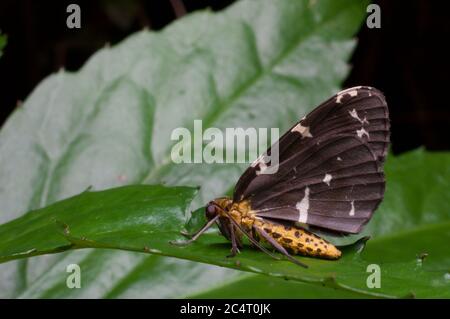 Eine bunte Geometermotte (Familie Geometridae, Unterfamilie Ennominae) auf einem Blatt in der Nacht in Knuckles Forest Reserve, Matale Bezirk, Sri Lanka Stockfoto