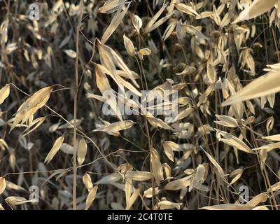 Trockener gemeiner Hafer, der im Herbst unter den Sonnenstrahlen glänzt Stockfoto