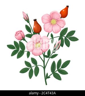 Vintage botanische Illustration mit Hund-Rose Blumen, Beeren, Knospen und Blätter isoliert auf weißem Hintergrund. Stockfoto