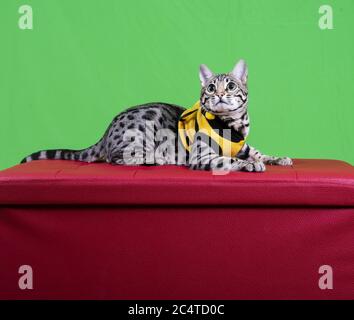 Reine Rasse Bengalkatze in einer gelben Jacke suchen nach oben Auf einem roten Feld liegend Stockfoto