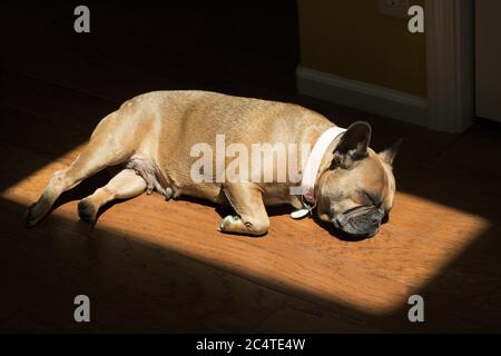 Eine französische Bulldogge, die auf einem Holzboden in einer Sonnenfleck schläft. Stockfoto