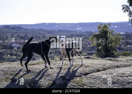 Eine selektive Fokusaufnahme von Begleithunden im Hintergrund der Berglandschaft Stockfoto