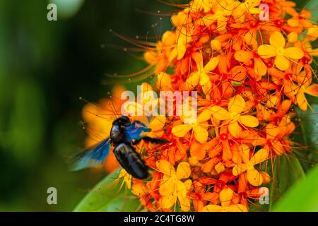 Nahaufnahme der bunten orange-gelben Blüten von Saraca asoca (Saraca indica Linn, Asoka; Saraca) und Hummel Stockfoto