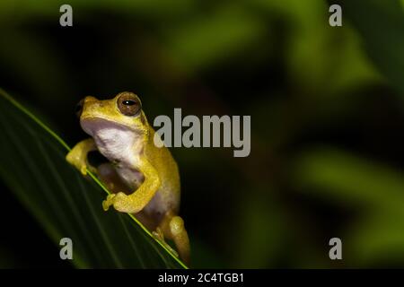 Nahaufnahme goldener Baumfrosch auf Baum. Stockfoto