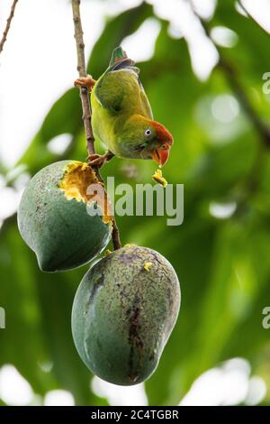 Der Sri Lanka hängende Papagei ist ein kleiner Papagei, der ein in Sri Lanka ansässiger endemischer Züchter ist. Stockfoto