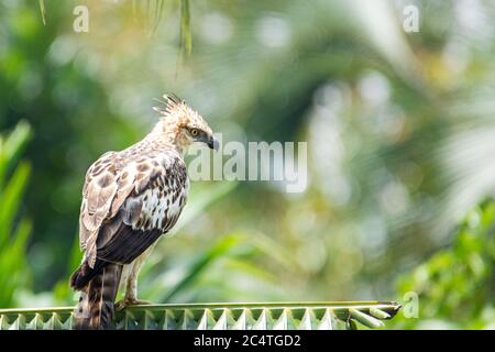 falkenadler wartet auf seine Beute Stockfoto