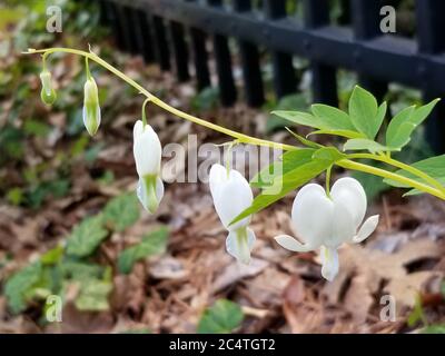 Ein Zweig von weißen blutenden Herzen oder asiatischen blutenden Herzen, Lamprocapnos spectabilis, über einem verschwommenen grünen und braunen Hintergrund. Stockfoto