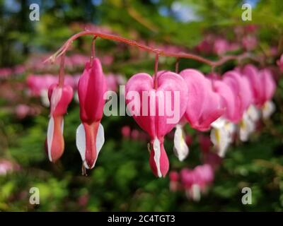 Ein Zweig von rosa blutenden Herzen oder asiatischen blutenden Herzen, Lamprocapnos spectabilis, über einem verschwommenen grünen und braunen Hintergrund. Stockfoto