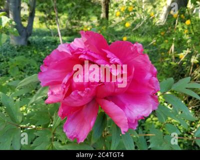 Einzelne große rosa Pfingstrose, oder Pfingstrose, in einem grünen und teilweise verschwommen grünen Hintergrund. Stockfoto