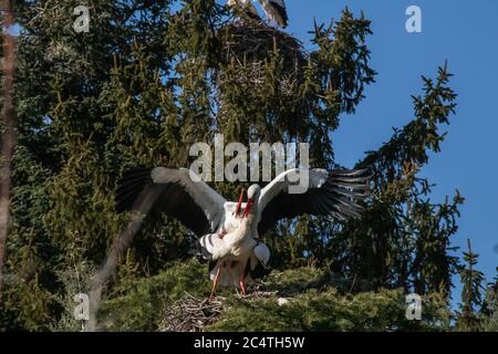 Nahaufnahme der beiden Störche, die auf dem Nest spielen Auf dem Baum Stockfoto