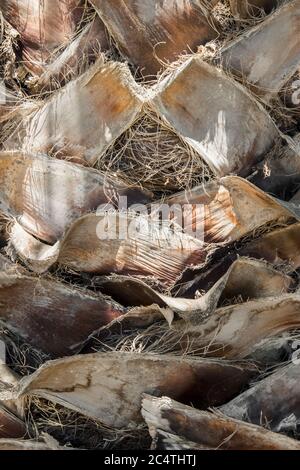 Vertikale Aufnahme des Stammteils des Babassu-Baumes Stockfoto