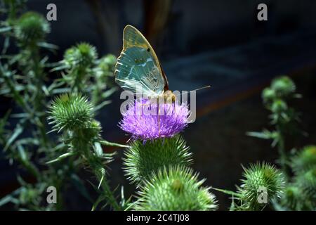 Argynnis paphia - Silber-gewaschen Fritillary Schmetterling auf einer Distelblume Stockfoto