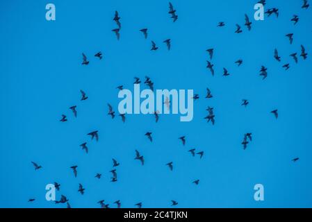 Mexikanische Freischwänzchen (Tadarida brasiliensis) fliegen durch den Himmel in der Dämmerung, wie es beginnt, dunkel zu werden am Yolo Causeway in der Nähe von Davis, Kalifornien. Stockfoto