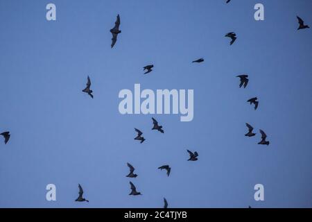 Mexikanische Freischwänzchen (Tadarida brasiliensis) fliegen durch den Himmel in der Dämmerung, wie es beginnt, dunkel zu werden am Yolo Causeway in der Nähe von Davis, Kalifornien. Stockfoto