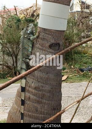 Vertikale Nahaufnahme eines Leguans auf einem Baumstamm Nach dem Hurrikan in Sint Maarten Stockfoto