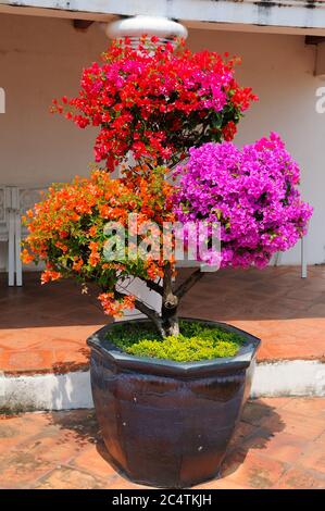 Bunte Blumen einer Bougainvillea Pflanze Stockfoto