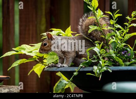 Grey Squirrel kommt auf dem Deck zwischen der Flora. Stockfoto