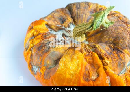 Schimmeliger hässlicher Kürbis mit verfaulten Flecken auf weißem Hintergrund. Selektiver Fokus. Nahaufnahme. Speicherplatz kopieren. Stockfoto