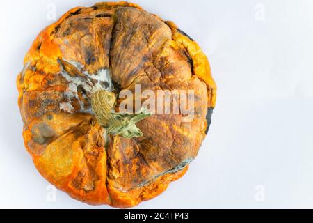 Schimmeliger hässlicher Kürbis mit verfaulten Flecken auf weißem Hintergrund. Selektiver Fokus. Nahaufnahme. Leerzeichen für Text. Stockfoto