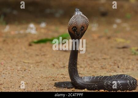 Eine mit Kapuze versehene Spectacled Cobra (Naja naja) aus dem Tieflandregenwald von Kalutara, Sri Lanka Stockfoto