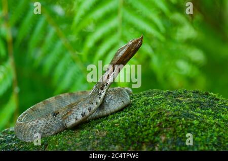 Eine Erwachsene Lowland Humpnase Viper (Hypnale zara) auf einem moosigen Felsen im Tieflandregenwald von Kalutara, Sri Lanka Stockfoto