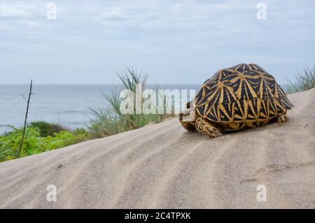 Eine wunderschöne indische Sternschildkröte (Geochelone elegans) auf einer Sanddüne in der Nähe des Ozeans im Yala National Park, Sri Lanka Stockfoto