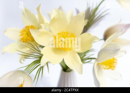 Blumenstrauß im Frühling. Zarte Schneeglöckchen in einer weißen Vase auf weißem Hintergrund. Nahaufnahme von oben. Glyphe des Frühlings Erwachen Stockfoto