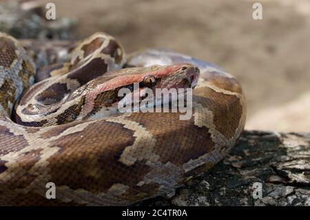 Eine indische Python (Python molurus), die auf einem Baumzweig im Yala National Park, Sri Lanka, aufgewollt ist Stockfoto