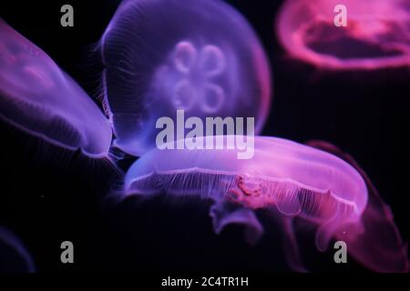 Quallen in Neonlicht an einem Aquarium Stockfoto