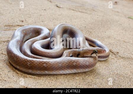 Eine schöne Trinket Snake (Coelognathus helena) auf sandigen Boden in der Nähe des Yala National Park, Sri Lanka Stockfoto