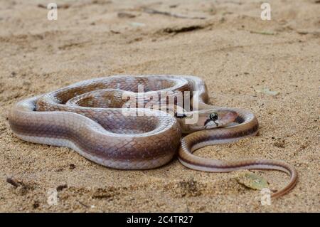 Eine schöne Trinket Snake (Coelognathus helena) auf sandigen Boden in der Nähe des Yala National Park, Sri Lanka Stockfoto