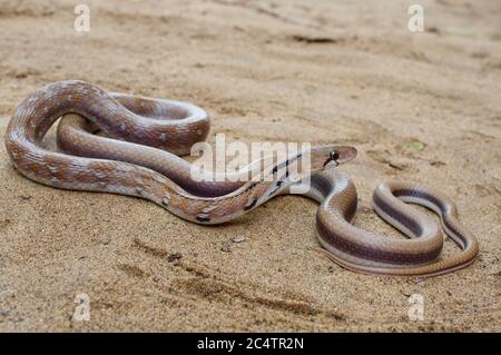 Eine schöne Trinket Snake (Coelognathus helena) auf sandigen Boden in der Nähe des Yala National Park, Sri Lanka Stockfoto